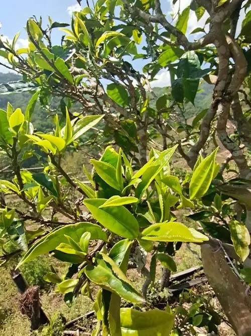 2022年鎮(zhèn)沅砍盆箐古樹春茶特點？