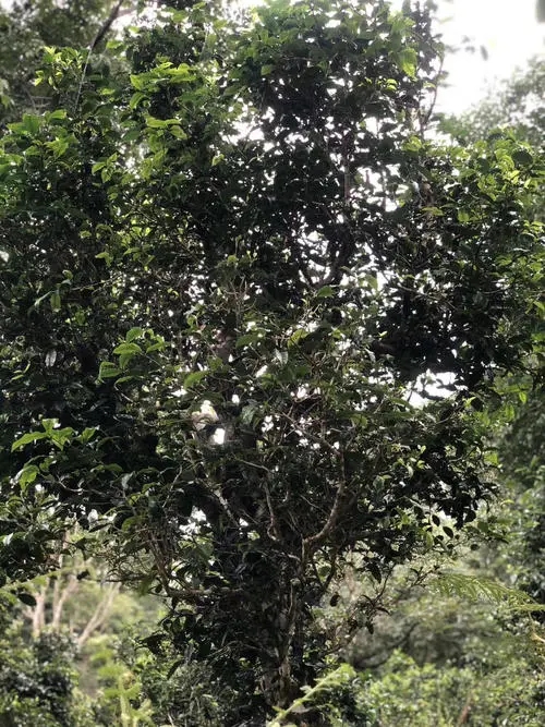 2022年鎮(zhèn)沅砍盆箐古樹春茶口感？