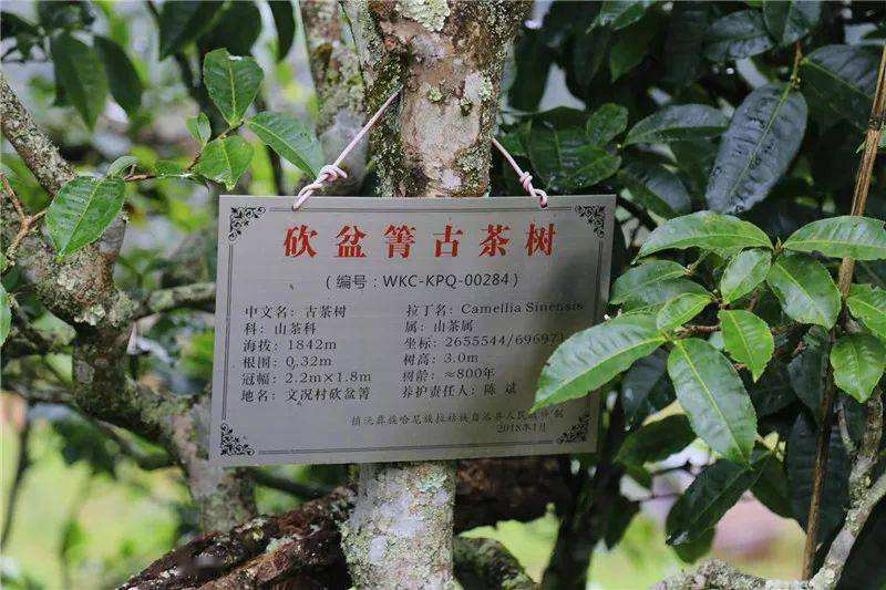 2022年鎮(zhèn)沅砍盆箐古樹春茶價格？