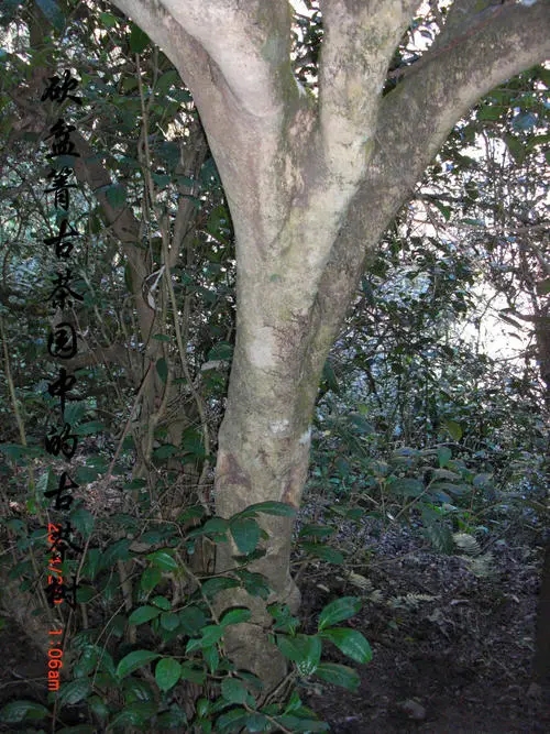 2022年鎮(zhèn)沅砍盆箐古樹春茶多少錢一公斤？