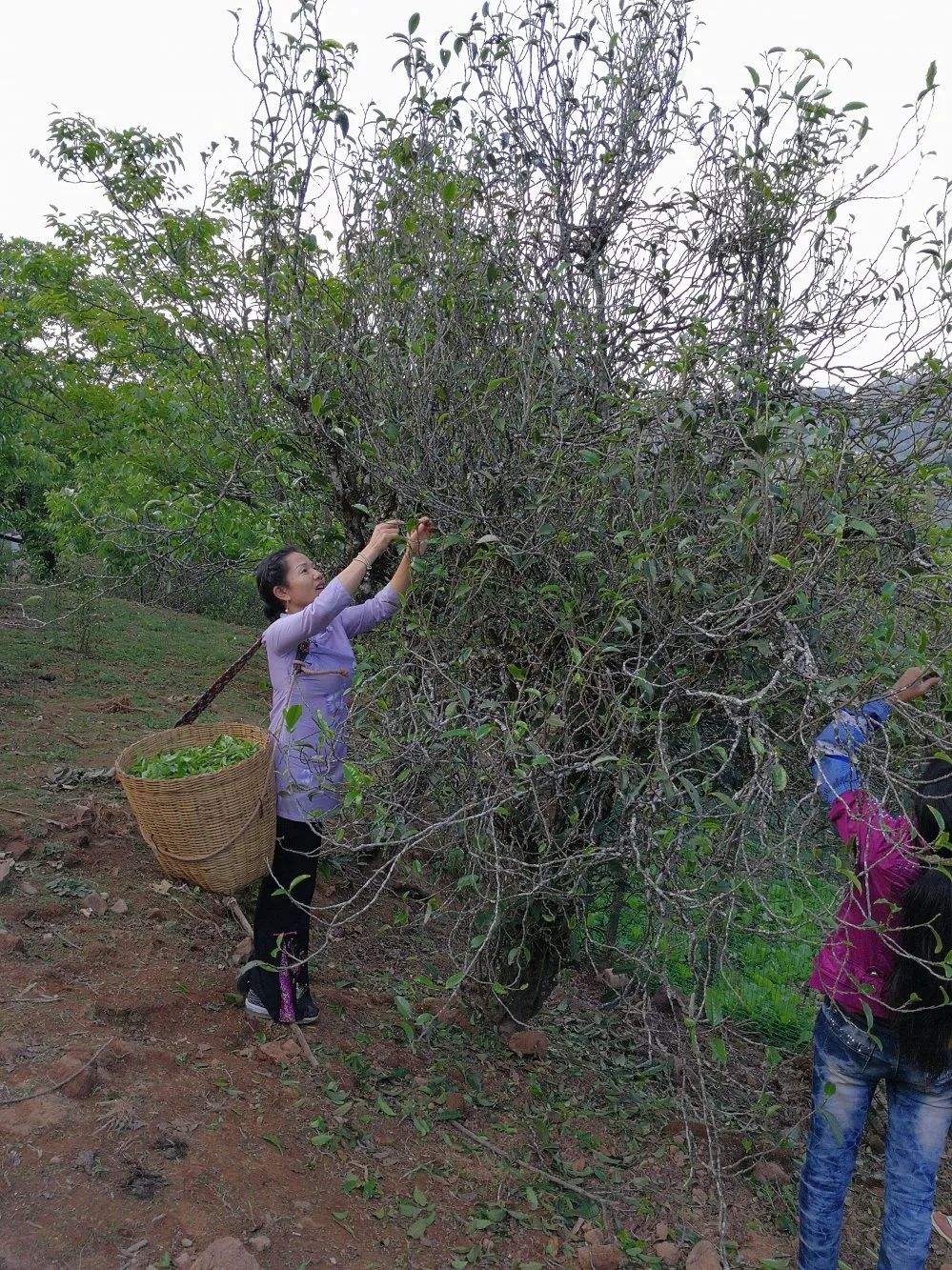 2022年鎮(zhèn)沅打筍山古樹春茶口感？