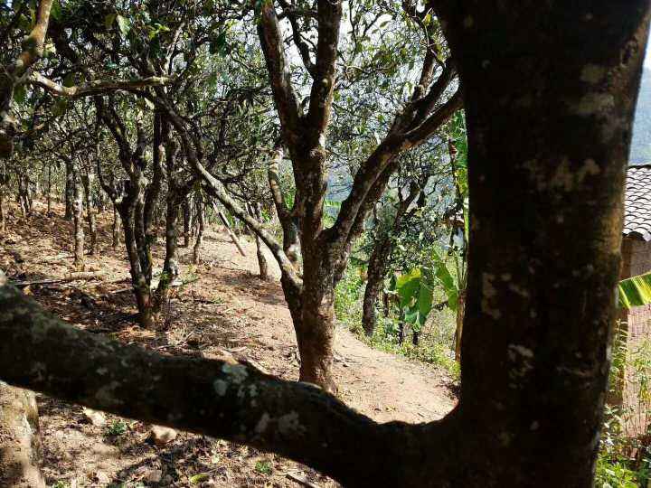 2022年鎮(zhèn)沅打筍山古樹春茶多少錢一公斤？