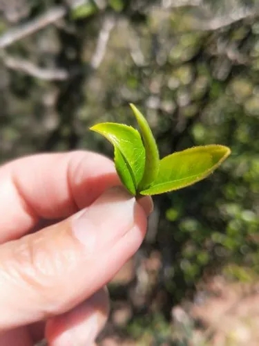 2022年野性十足的鎮(zhèn)沅打筍山古樹(shù)春茶！