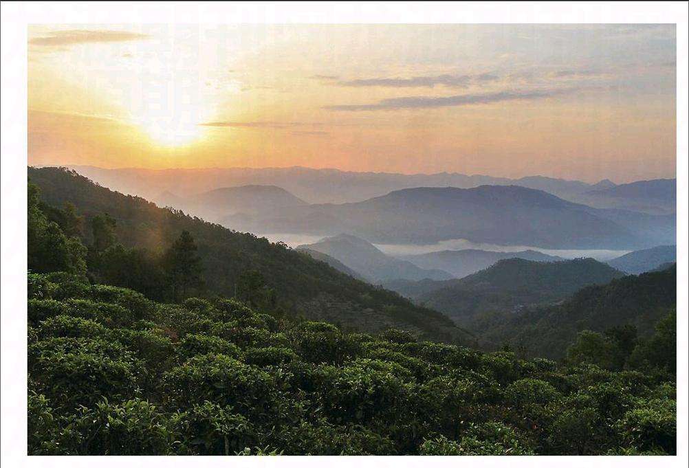 2022年鎮(zhèn)沅老烏山古樹(shù)春茶口感？