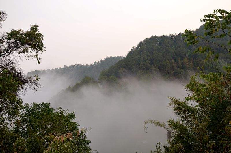 2022年鎮(zhèn)沅老烏山古樹春茶多少錢一公斤？