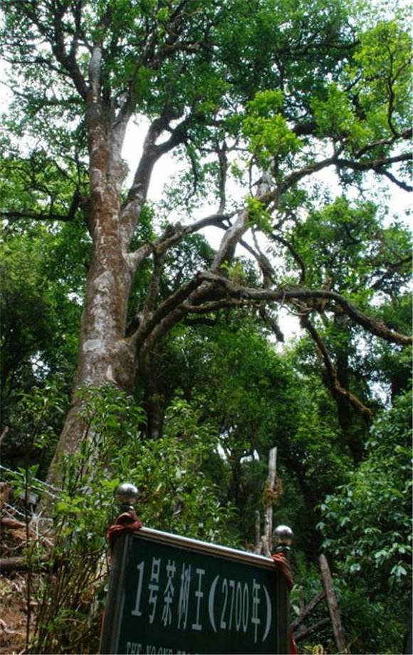 2022年鎮(zhèn)沅千家寨古樹春茶價(jià)格？