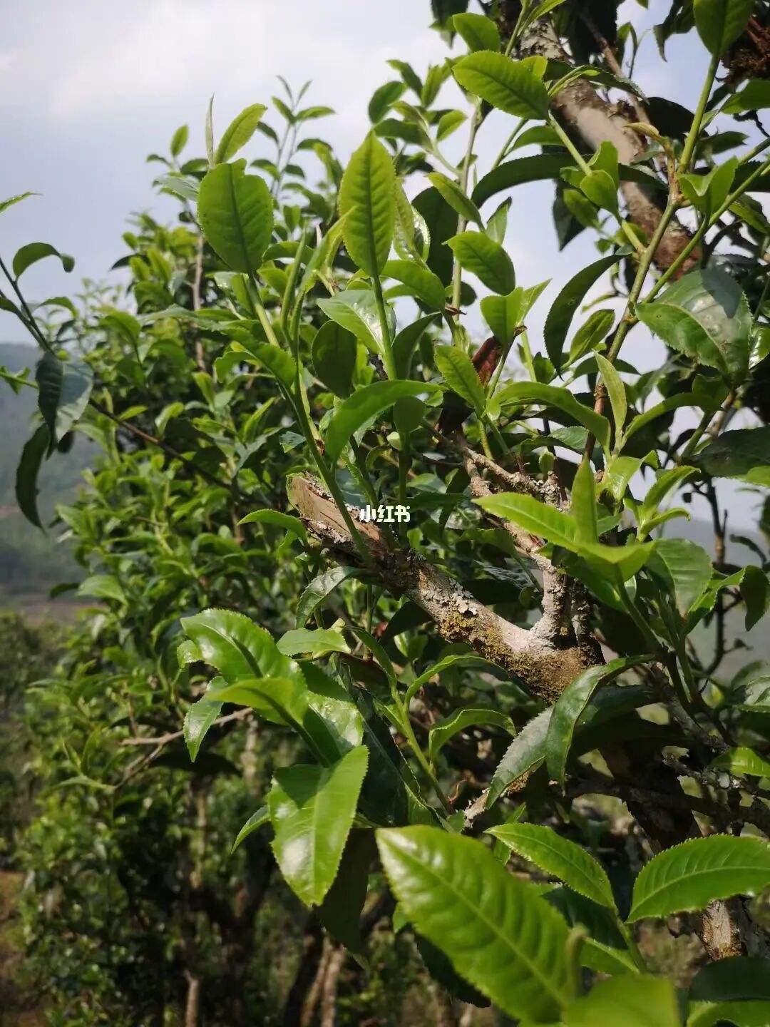 2022年寧洱擺尾箐古樹春茶口感？