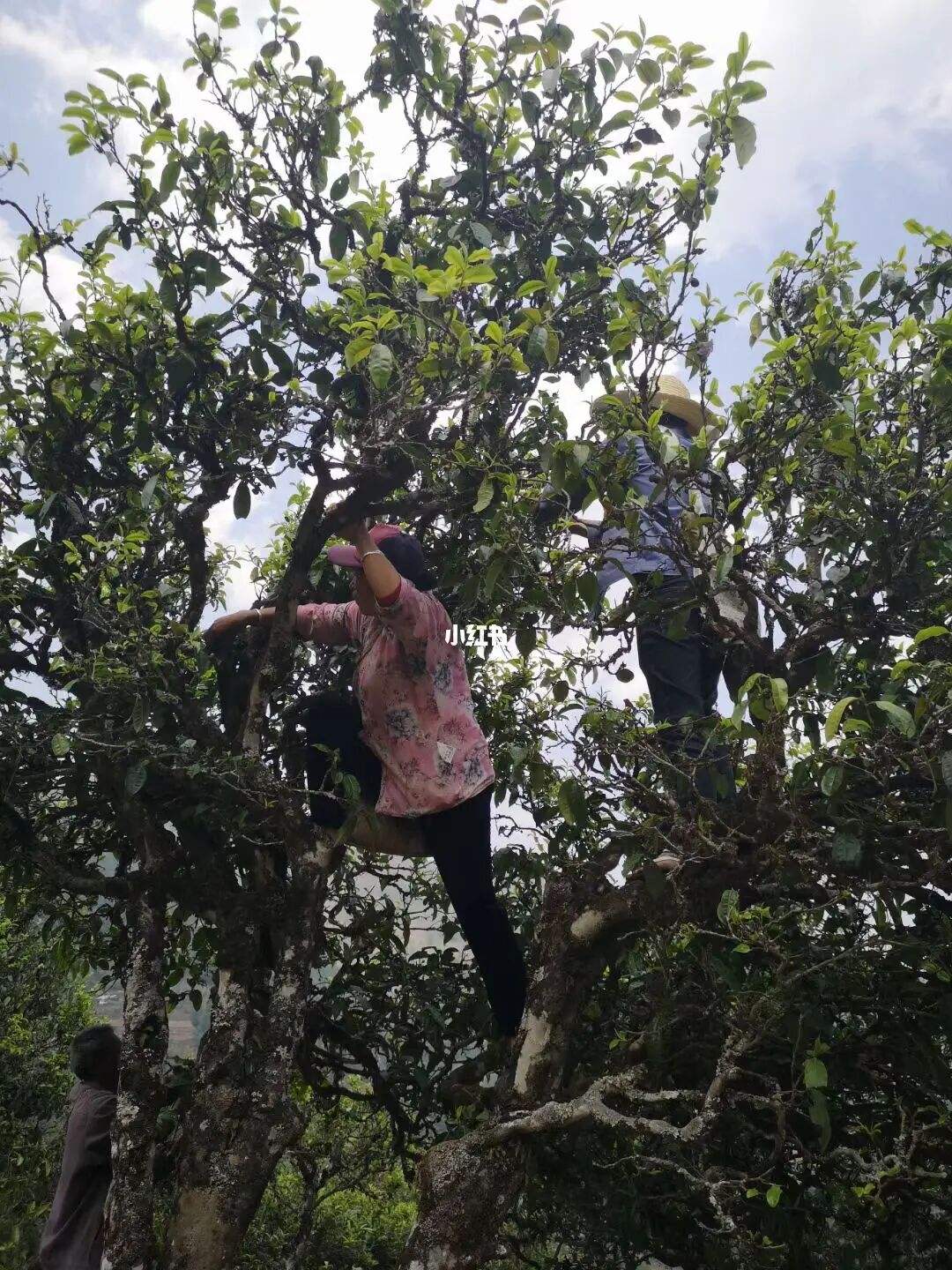 2022年寧洱擺尾箐古樹春茶特點(diǎn)？