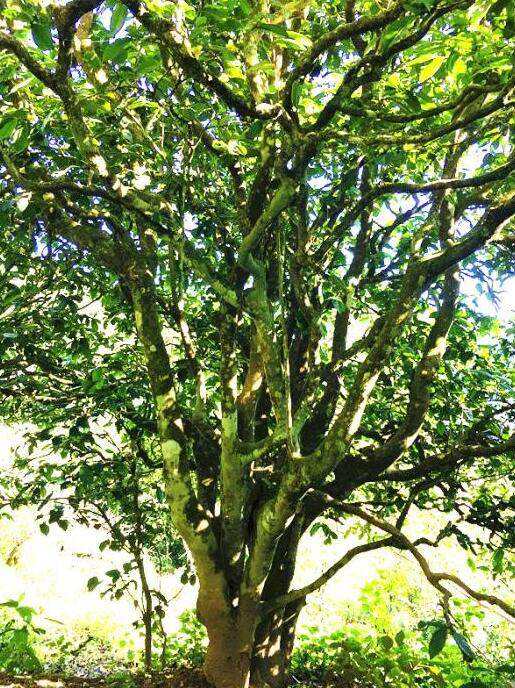 2022年這個春天，回到家鄉(xiāng)擺尾箐，與家人一起用心制茶！