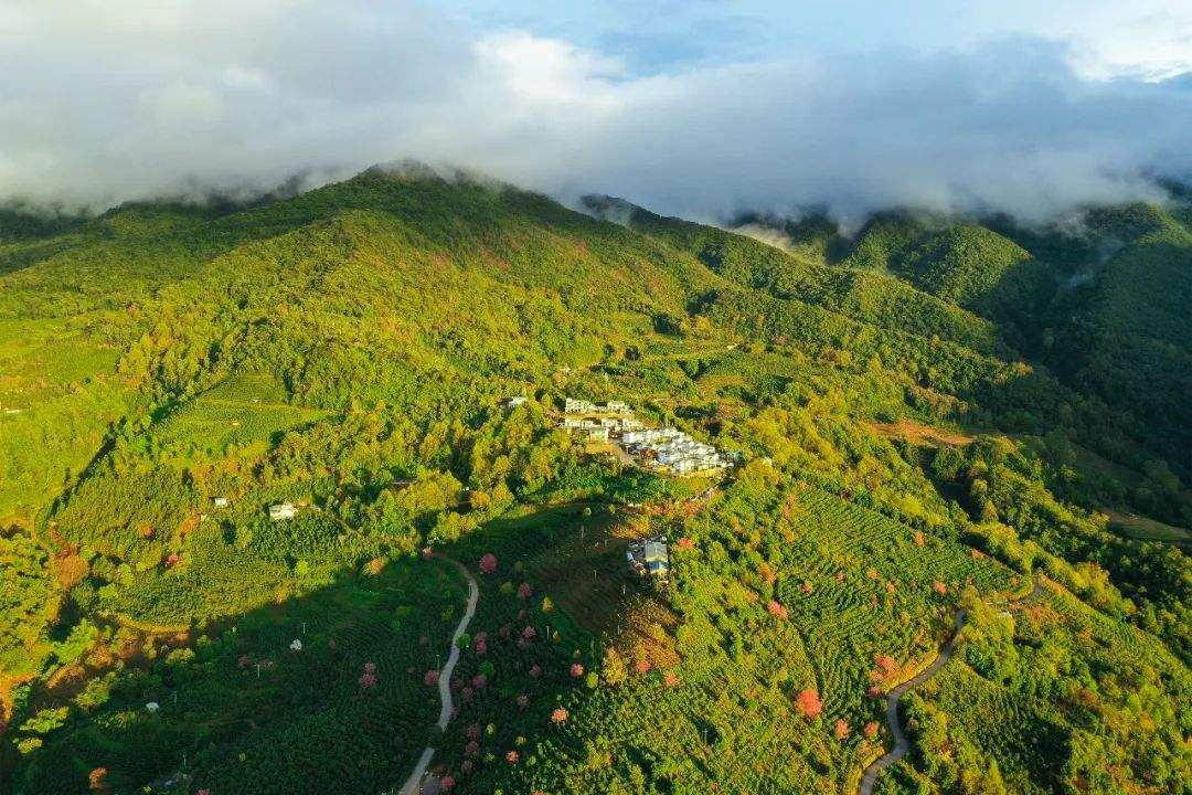 2022年困鹿山古樹(shù)春茶口感是什么？