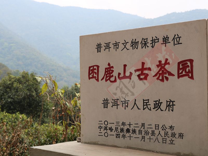 2022年困鹿山古樹春茶多少錢一公斤？