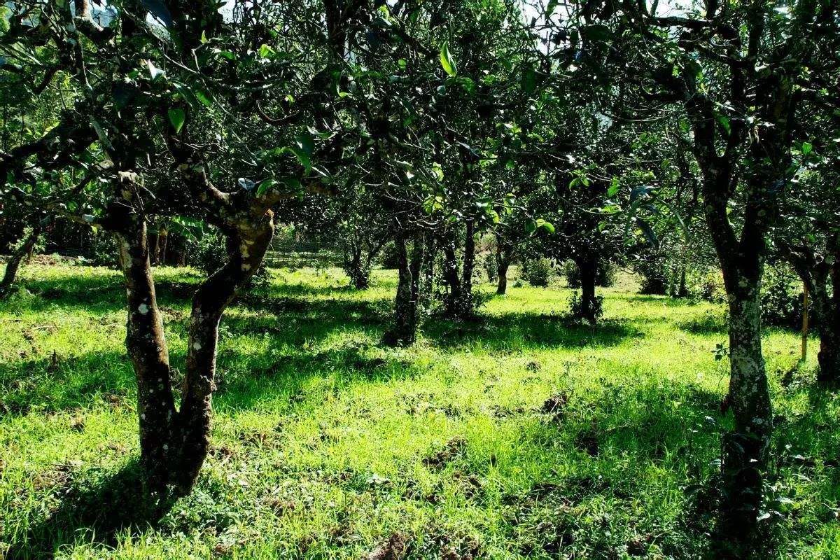 2022年困鹿山古樹春茶價格？