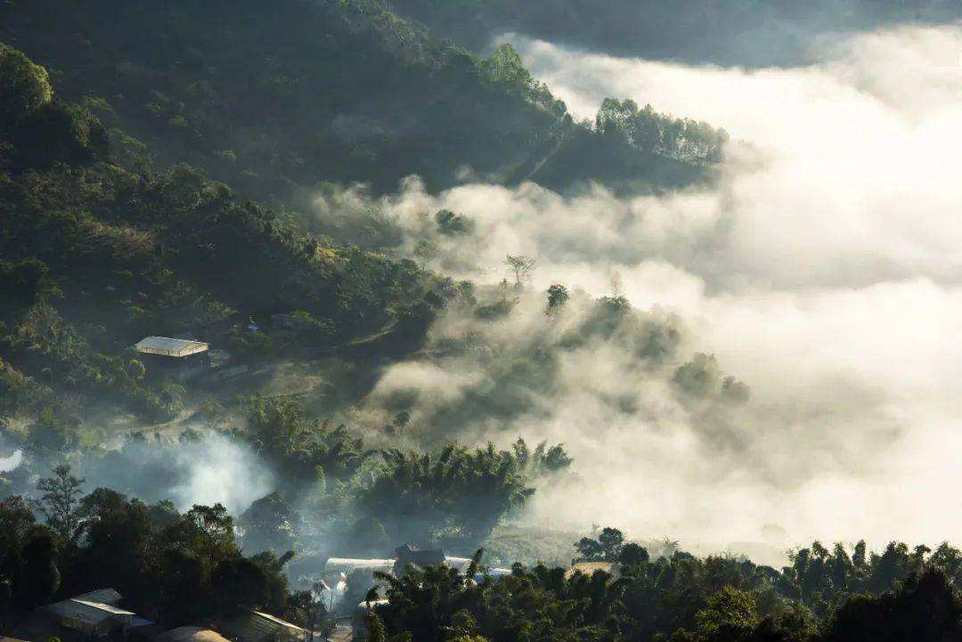 2022景邁山古樹春茶價格？