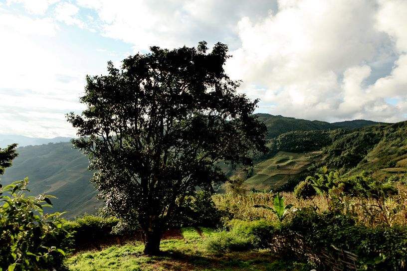 2022年邦崴古樹春茶特點？