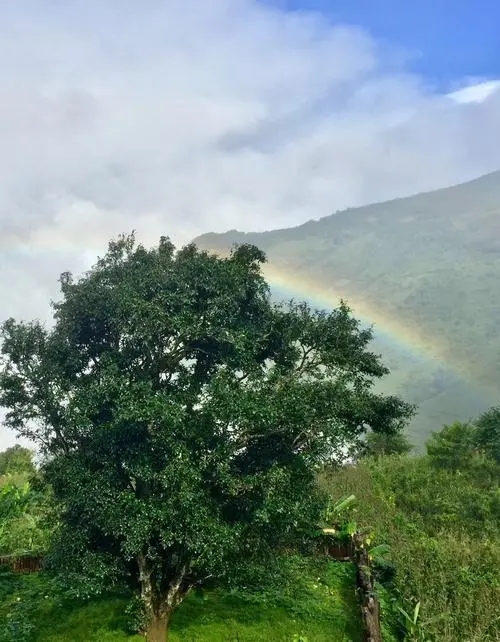 2022 年邦崴古樹春茶價(jià)格多少錢一公斤？