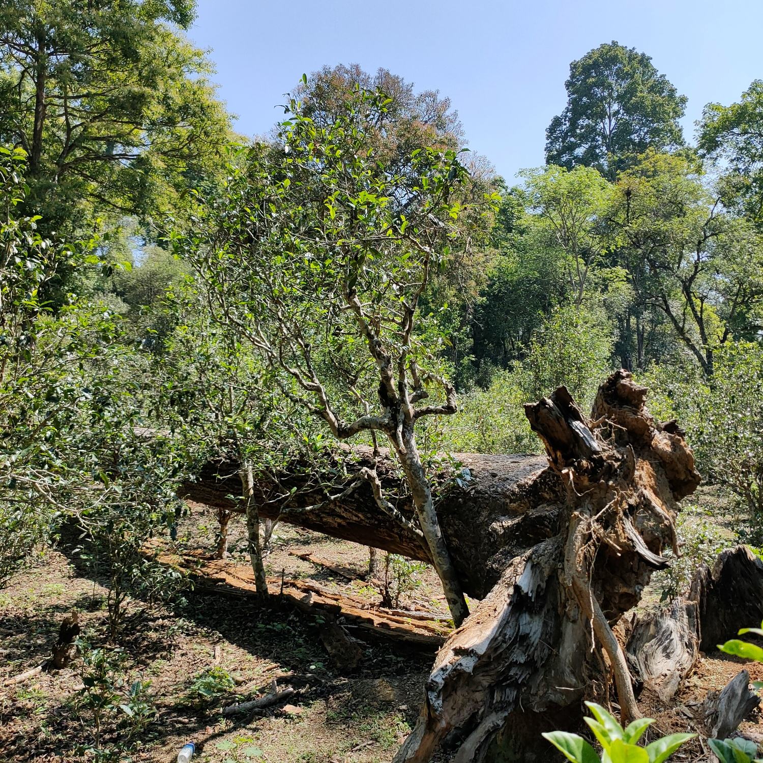 2022麻黑古樹春茶口感？