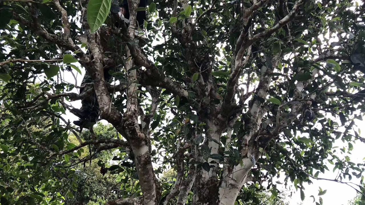 2022年麻黑古樹春茶價(jià)格？