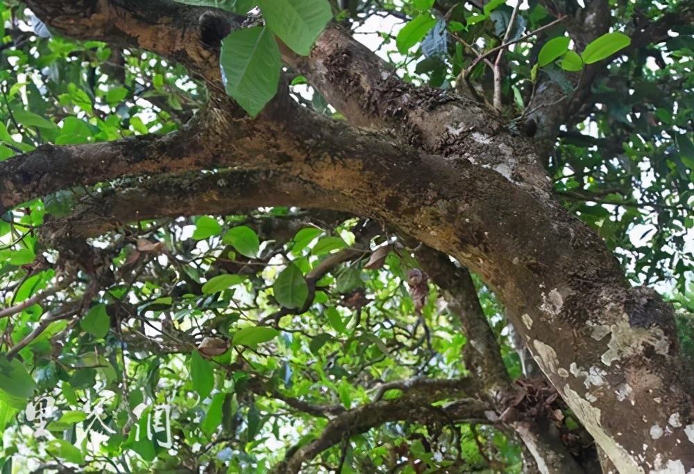 2022年繞開麻黑，你損失的將是半個(gè)易武