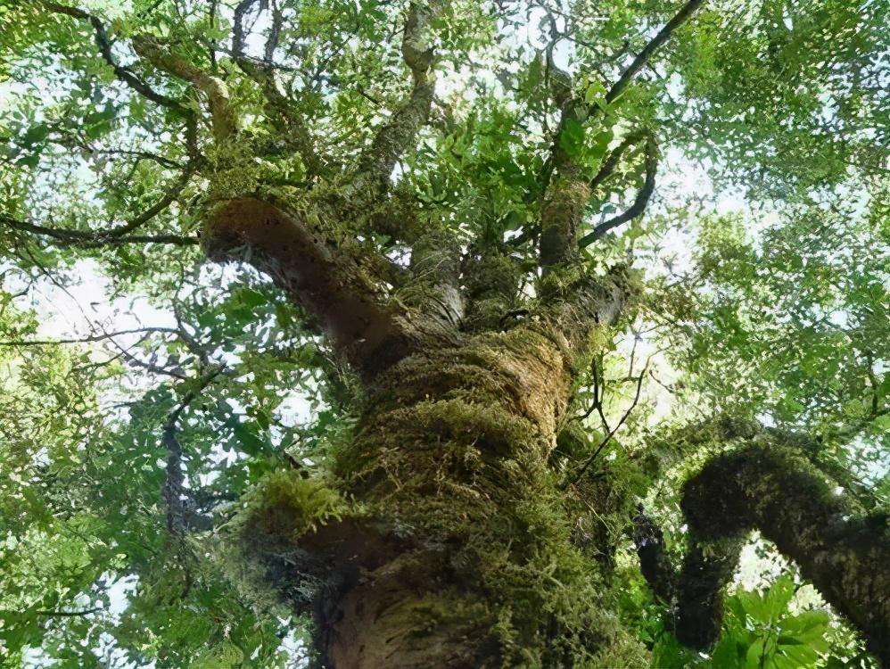 2022年落水洞古樹春茶特點(diǎn)？