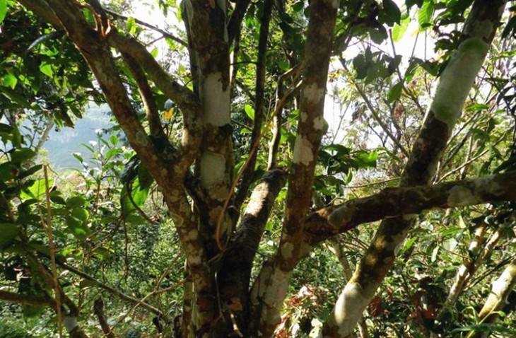 2022年大漆樹古樹春茶特點(diǎn)？