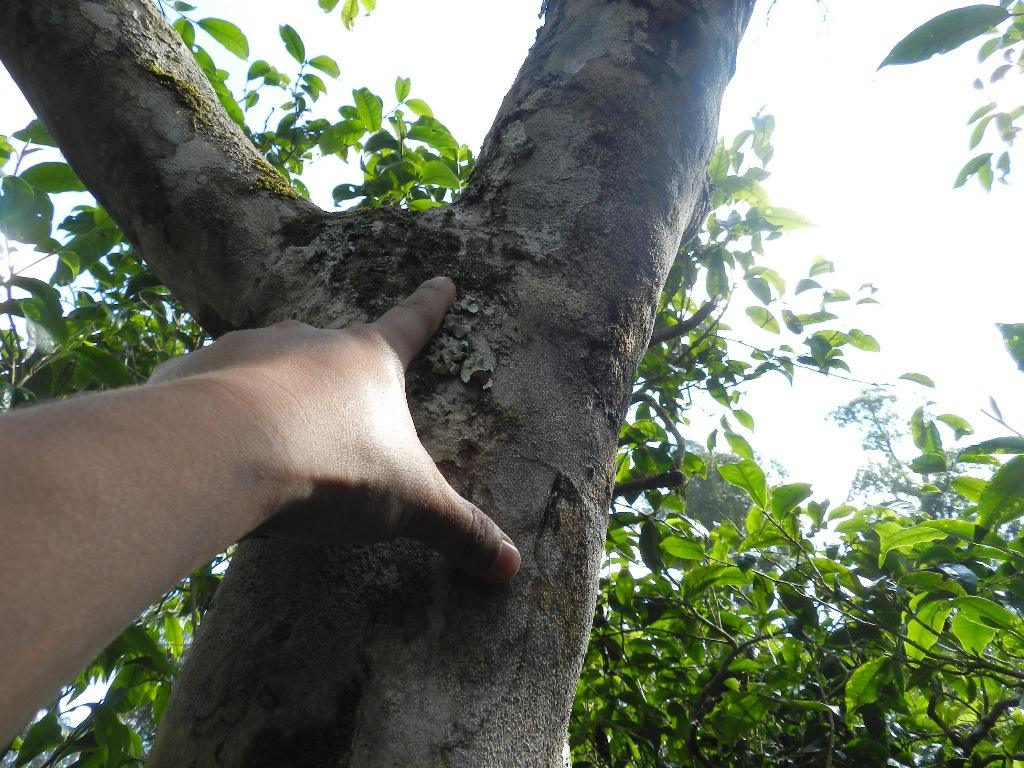 2022年大漆樹古樹春茶口感？