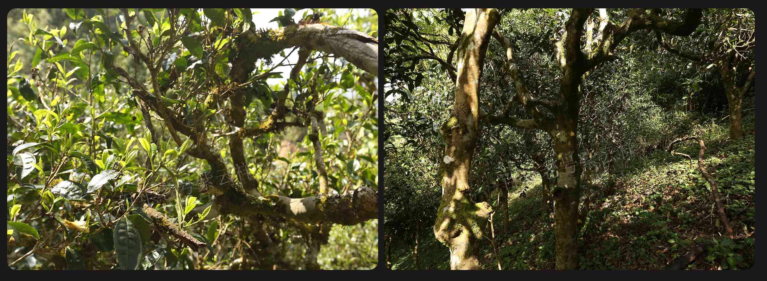 2022年大漆樹古樹春茶價(jià)格？