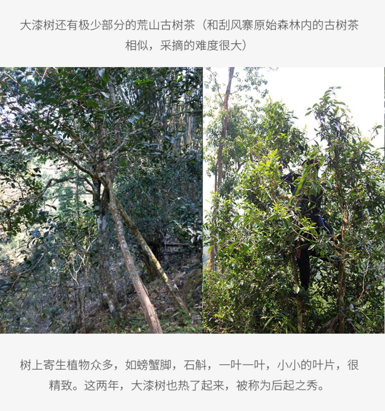 2022年大漆樹古樹春茶多少錢一公斤？