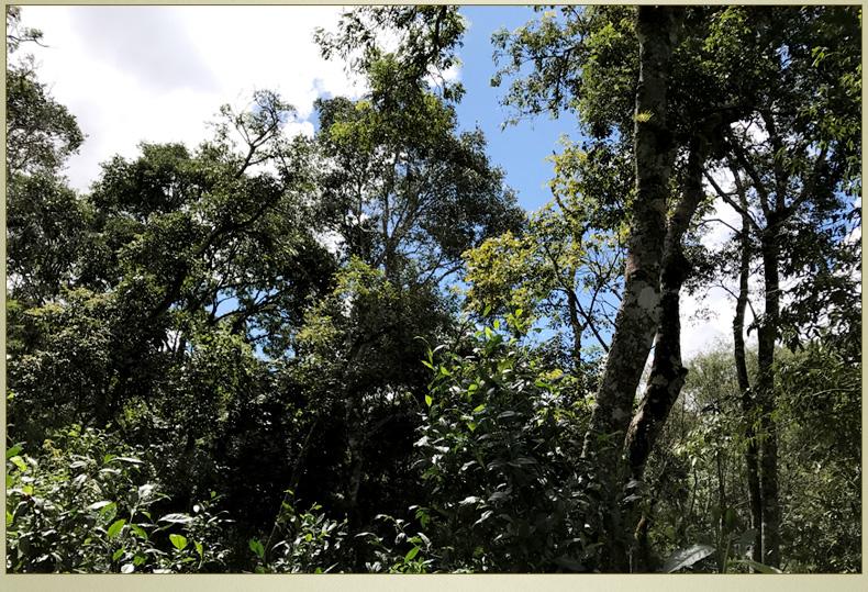 2022年大漆樹古樹春茶丨你壓根就喝不到的喉韻，它就有