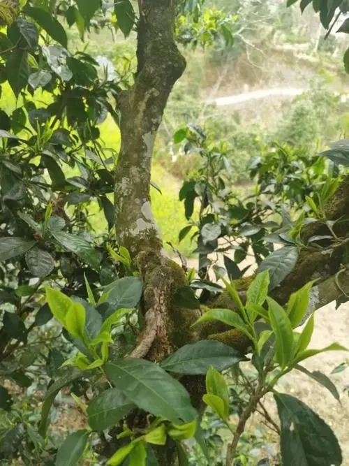 2022年彎弓古樹(shù)春茶特點(diǎn)？