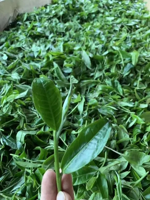 2022年彎弓古樹春茶口感？