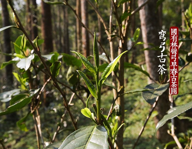 2022年彎弓大寨的古樹春茶為何如此之珍貴？