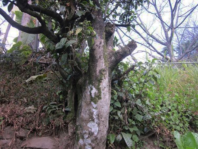 2022年白茶園古樹春茶特點(diǎn)？