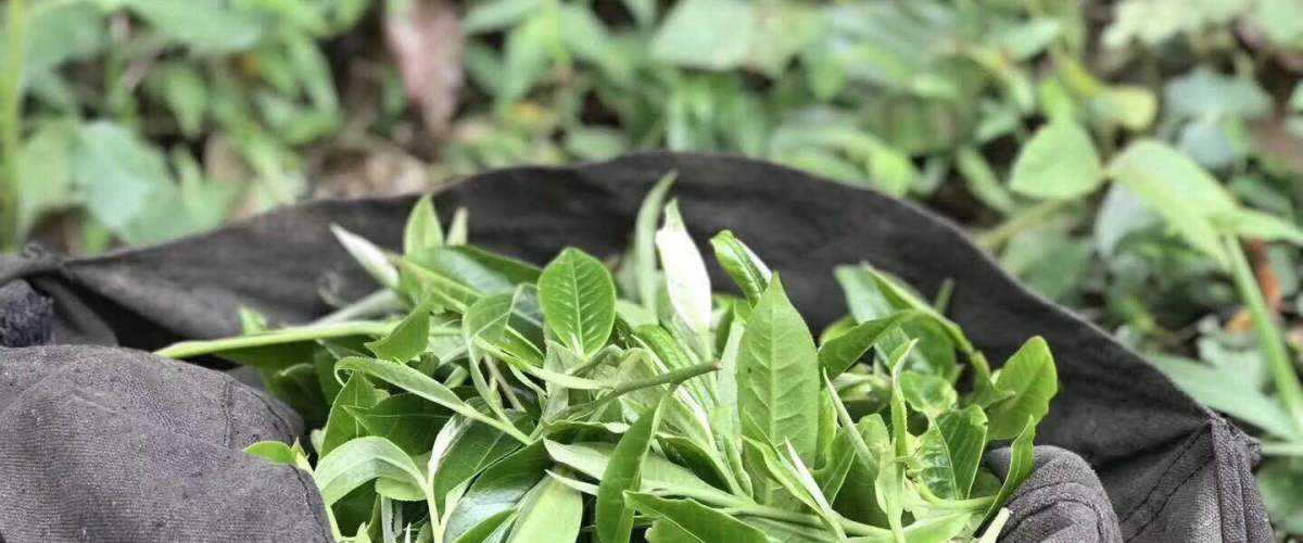 2022年白茶園古樹(shù)春茶口感？