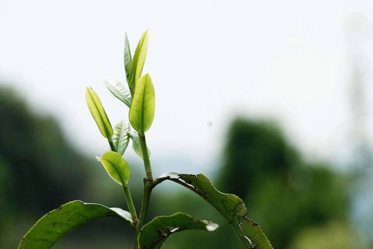 2022年白茶園古樹(shù)春茶品鑒！