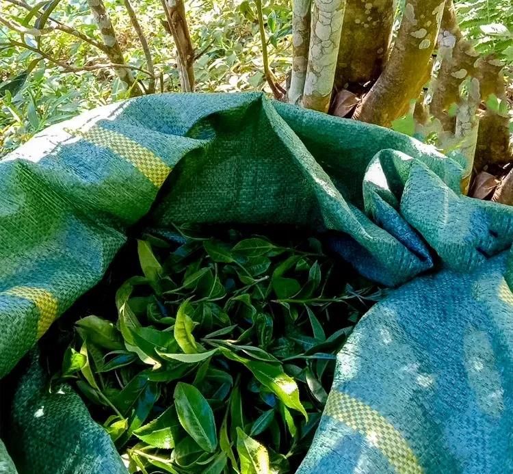 2022年鳳凰窩古樹春茶口感?