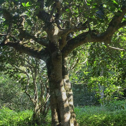 2022年鳳凰窩古樹春茶多少錢一公斤？