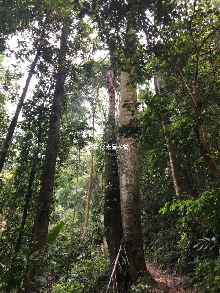 2022年刮風(fēng)寨茶王樹古樹春茶特點(diǎn)？