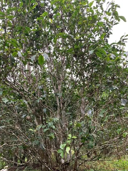 2022年刮風(fēng)寨茶王茶古樹春茶口感？