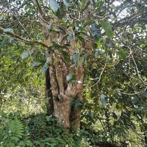 2022年刮風寨茶王樹古樹春茶價格？