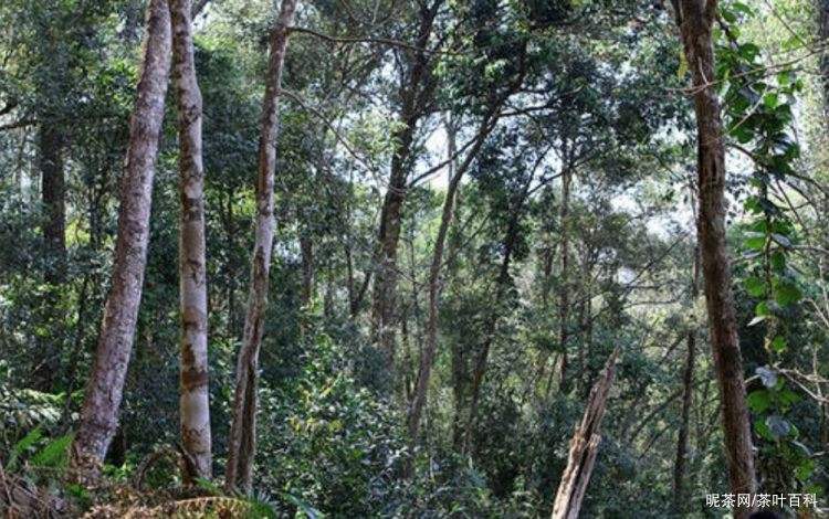 2022年冷水河古樹春茶特點？