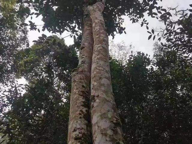 2022年冷水河古樹(shù)春茶口感？