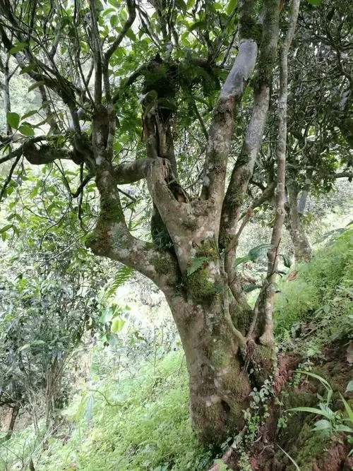 2022年黑水梁子古樹春茶特點(diǎn)？