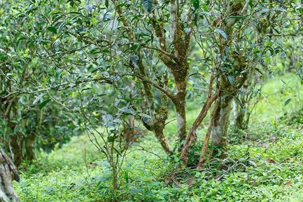 2022年刮風(fēng)寨茶坪古樹春茶口感？