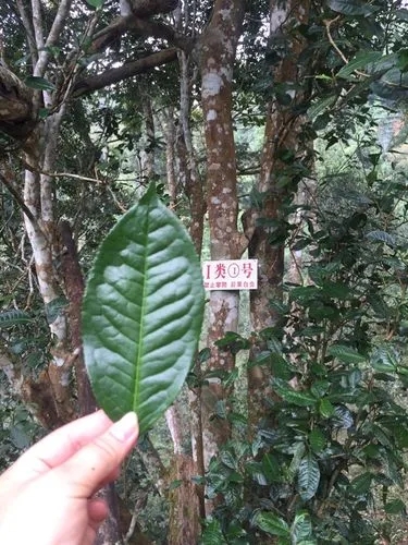 2022年薄荷塘古樹春茶價(jià)格？