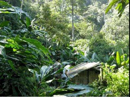 2022年薄荷塘古樹春茶多少錢一公斤？