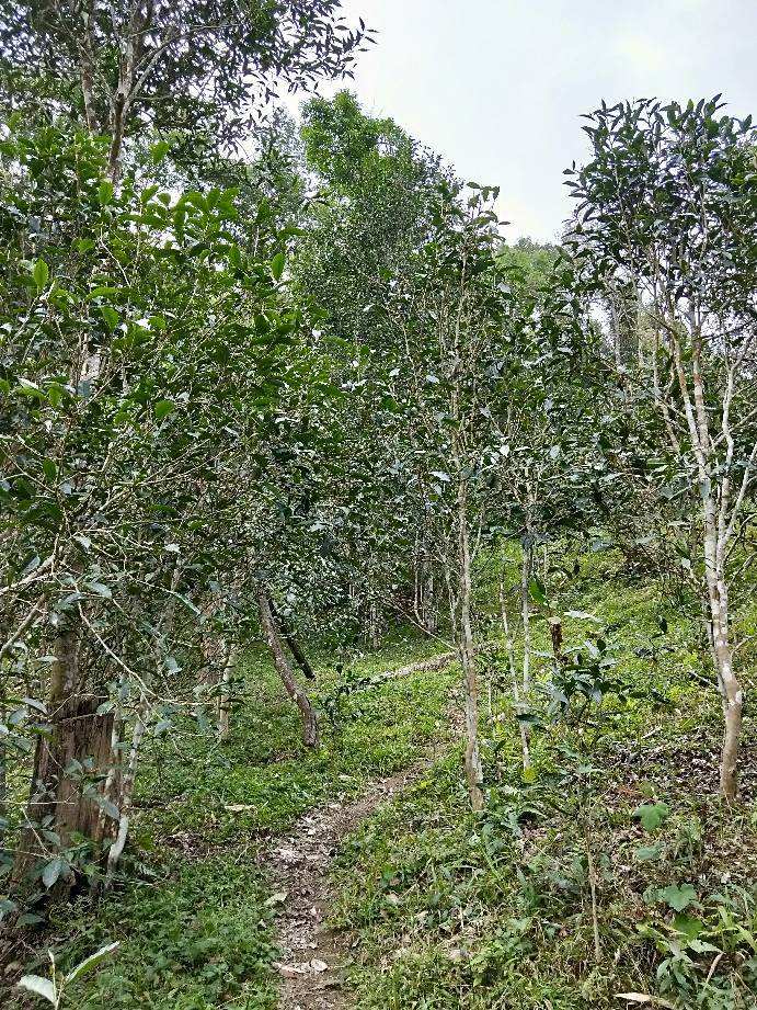 2022年多依樹古樹春茶特點？