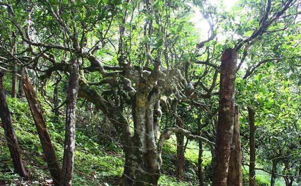 2022年多依樹古樹春茶口感？