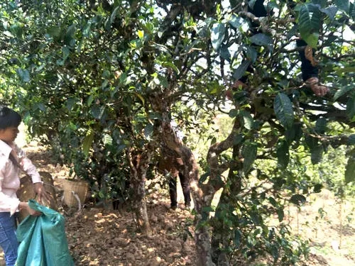 2022年易武張家灣古樹春茶特點？