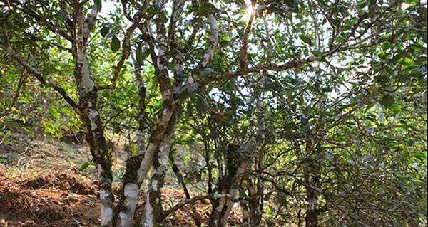 2022年易武張家灣古樹(shù)春茶口感？