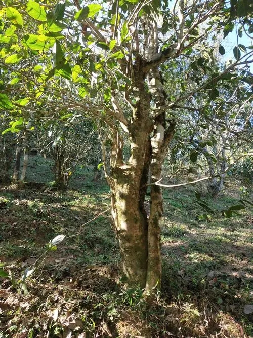 2022年易武張家灣古樹春茶多少錢一公斤？